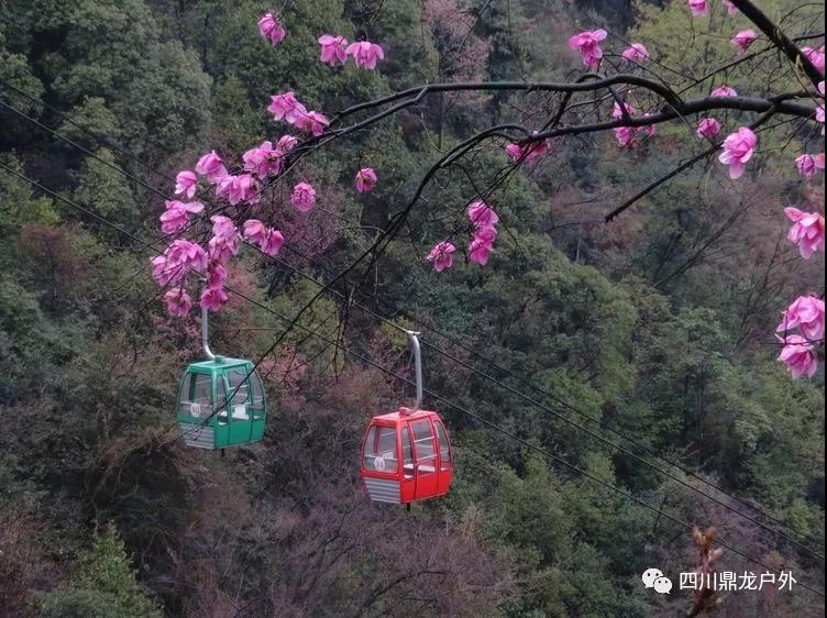 3月27日(周三)一天,药王谷赏辛夷花徒步活动公告6.jpg