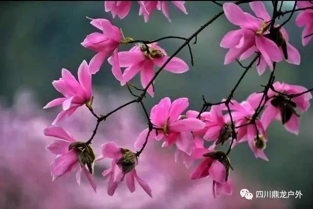 3月27日(周三)一天,药王谷赏辛夷花徒步活动公告10.jpg