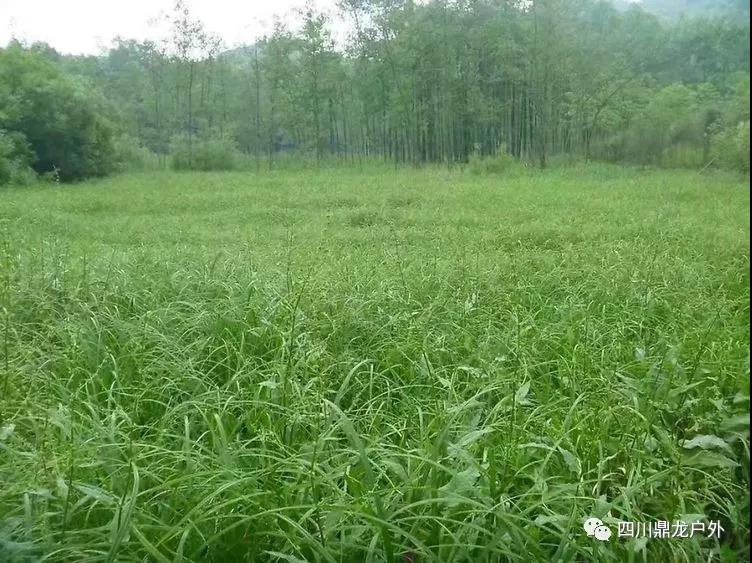 3.30(周六)彭州龙门山徒步挖野菜活动3.jpg